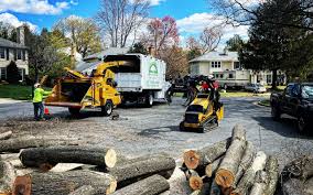 Tree and Shrub Care in Lawrenceville, VA