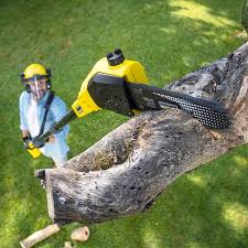 Best Stump Grinding and Removal  in Lawrenceville, VA