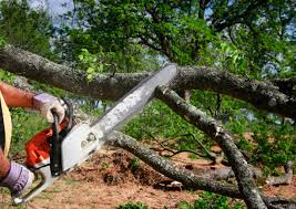 Best Commercial Tree Services  in Lawrenceville, VA