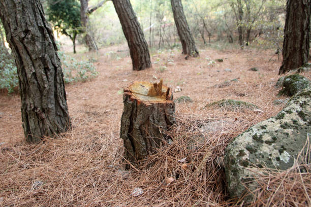 How Our Tree Care Process Works  in  Lawrenceville, VA