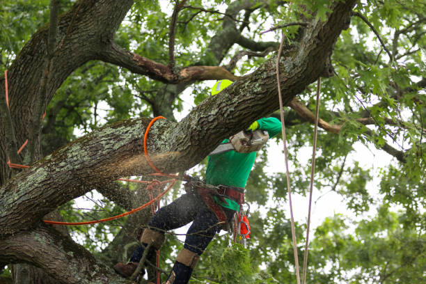 Best Storm Damage Tree Cleanup  in Lawrenceville, VA