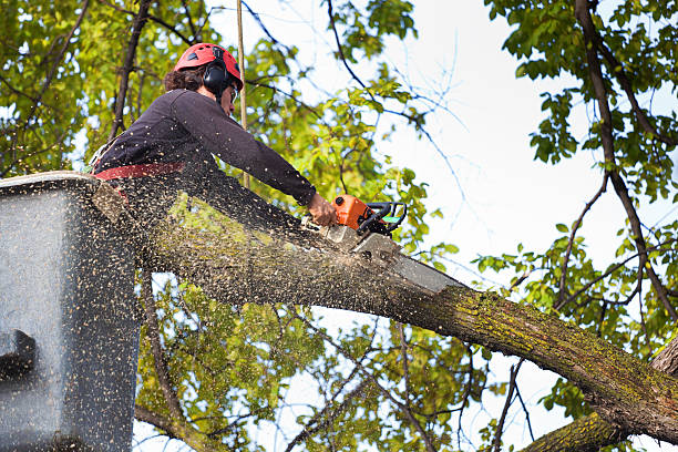 Trusted Lawrenceville, VA Tree Removal Services Experts