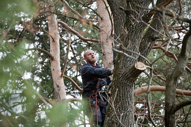 Best Hazardous Tree Removal  in Lawrenceville, VA