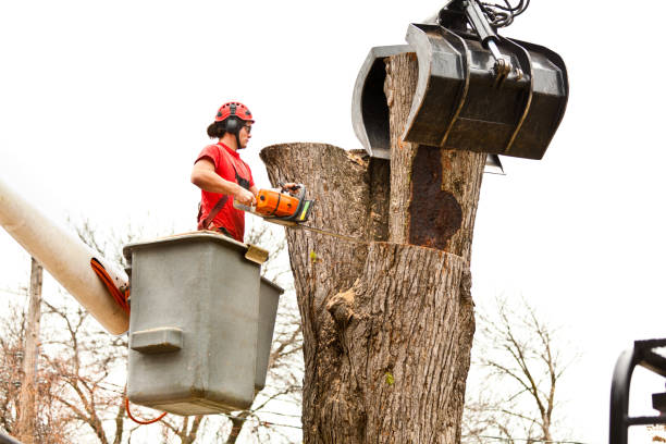 Best Emergency Tree Removal  in Lawrenceville, VA