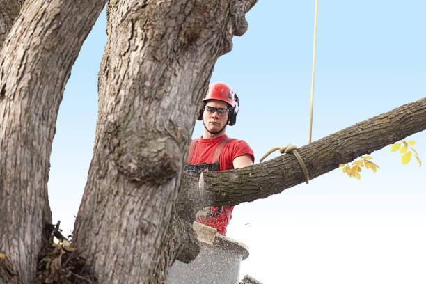 Best Tree Risk Assessment  in Lawrenceville, VA